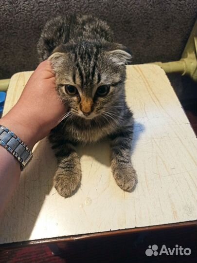 В добрые руки