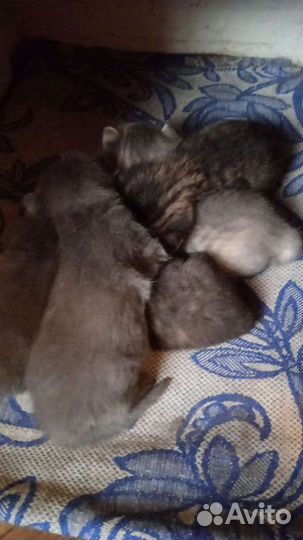 Котята отдам бесплатно