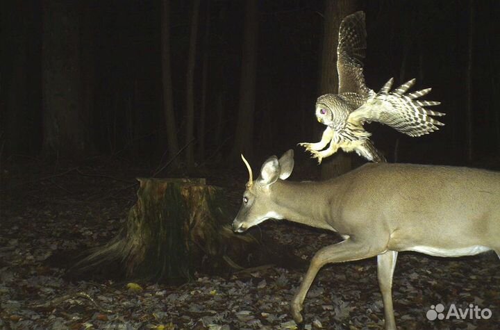 Настройка фотоловушек