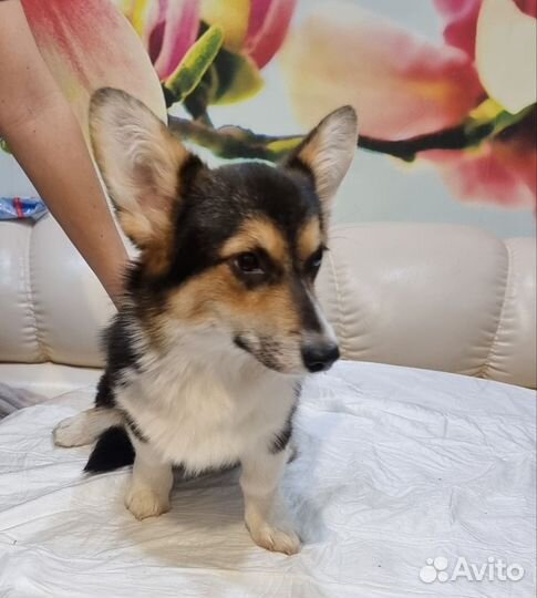 Вельш-корги пемброк