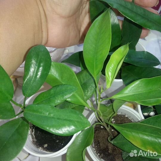Фикус бенджамина 4 сорта