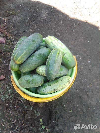 Продам огурцы свежие