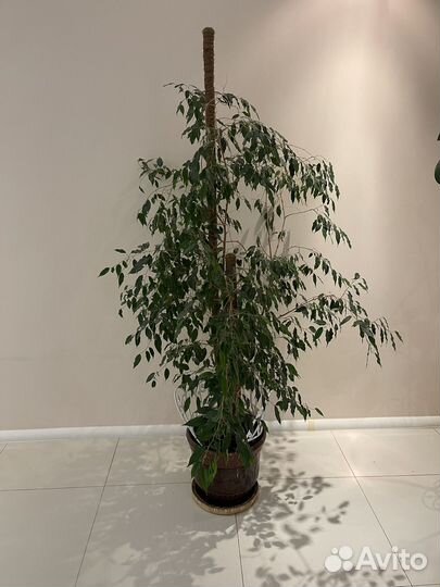 Фикус бенджамина большой