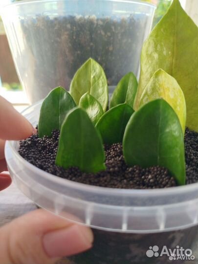 Замиокулькас мидори