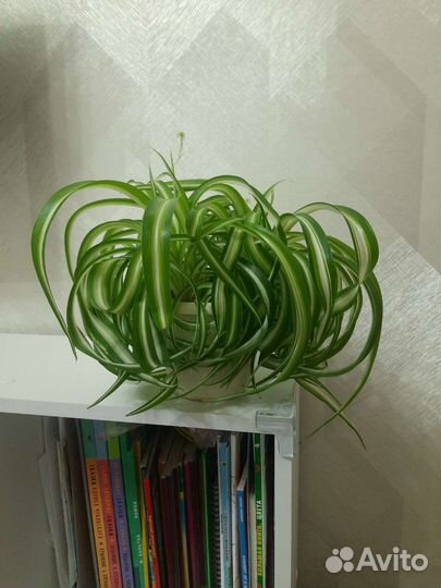 Хлорофитум