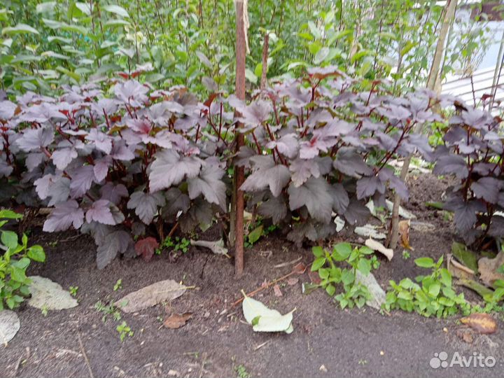 Пузыреплодник