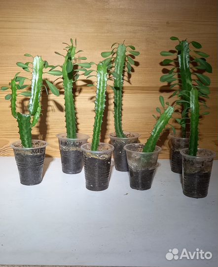 Молочай трехгранный