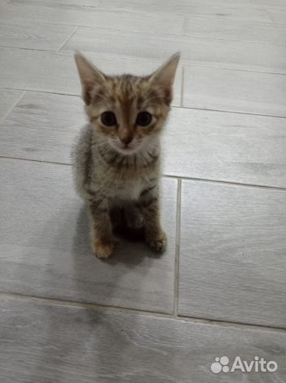 Кошечку в добрые руки