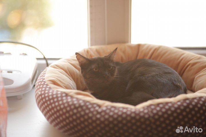 Кошечка в добрые руки