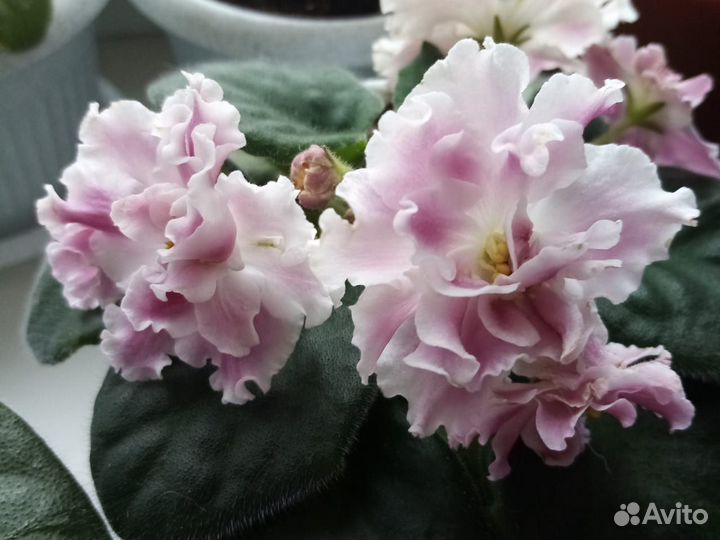 Комнатные цветы фиалки