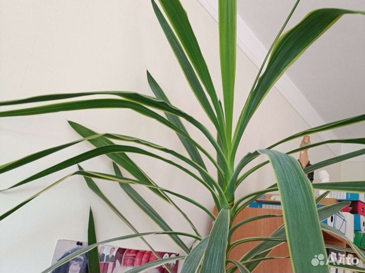 Пальма веерная и другие комнатные растения