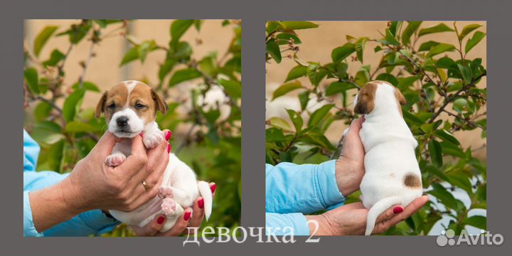 Щенки джек Рассел терьер