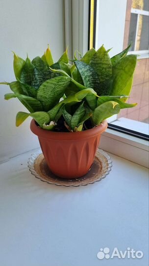 Кактус цветущий, сансевиерия