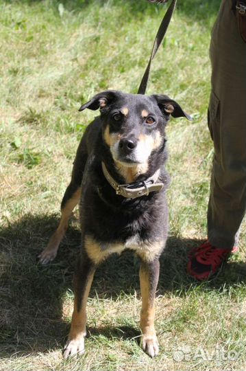 Собаки бесплатно