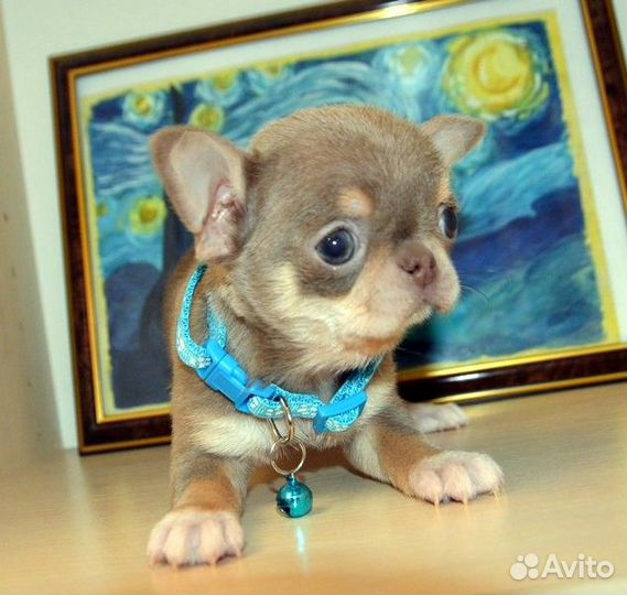 Чихуахуа большой выбор курносеньких малышей