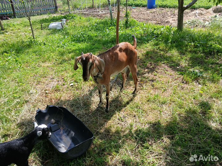 Козы дойные и козлята