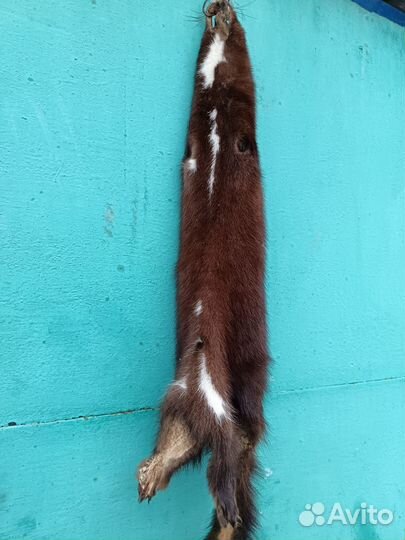 Хорёк, норка и соболь