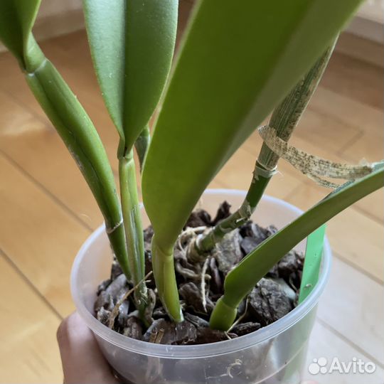 Орхидея Bc. Golf Green