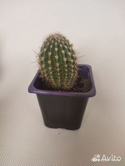 Кактусы и суккуленты