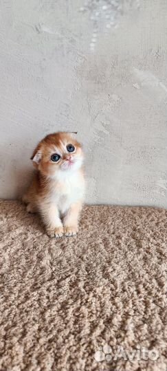 Шотландская золотая шиншилла