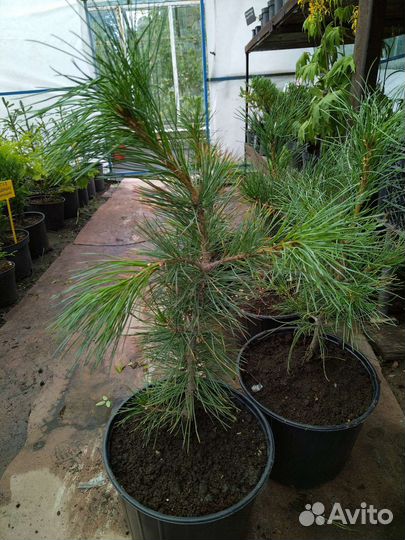 Сибирская кедровая сосна (Кедр)