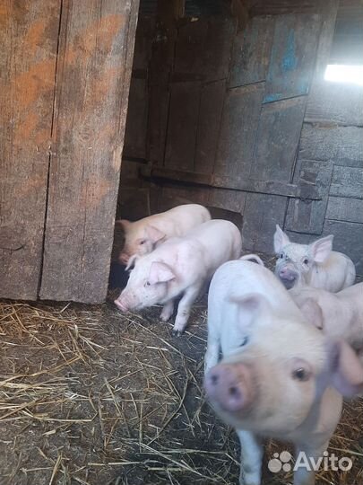 Поросенок ландрас