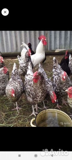 Индюшата, петушки пушкинские, индоутята