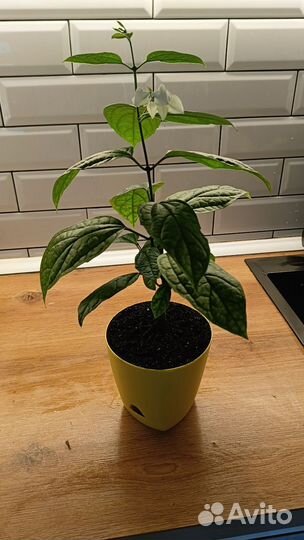 Клеродендрум томпсон