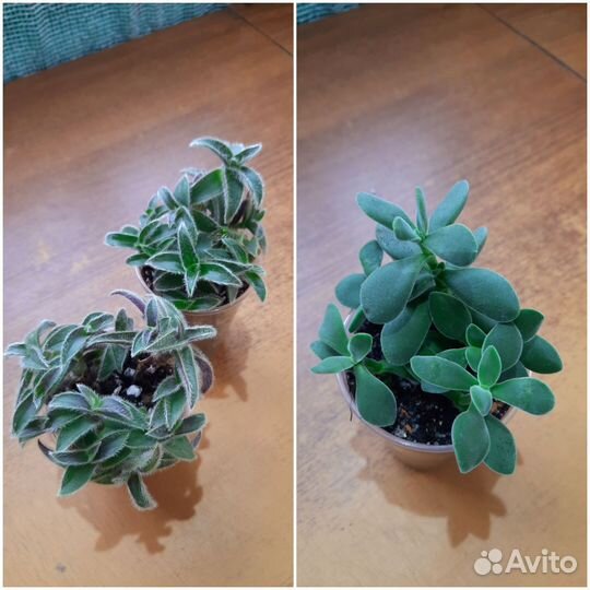 Цианотис, крассулла