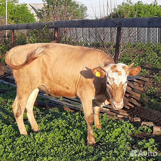 Коровы дойные, телочки, телята