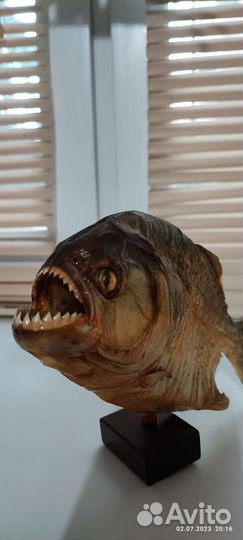 Чучело пираньи