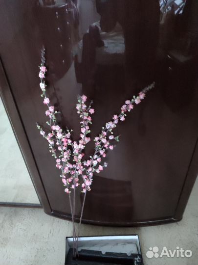 Ветки сакуры