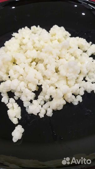 Тибетский молочный гриб