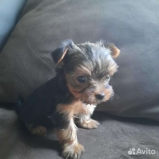 Йоркширский терьер