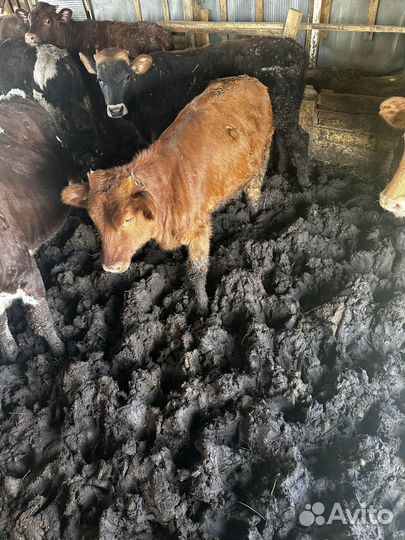 Бычки и телята