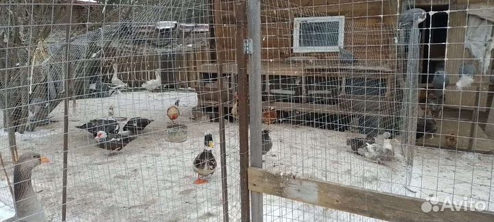 Птица, кролики