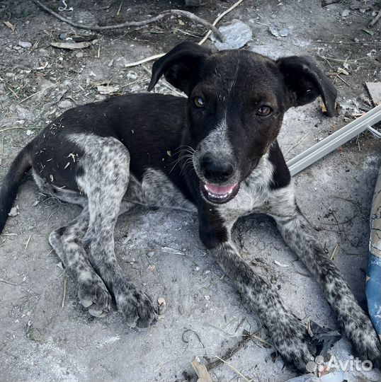 Очень красивый щенок в добрые руки