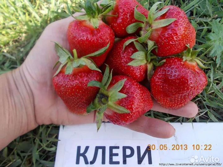 Клубника
