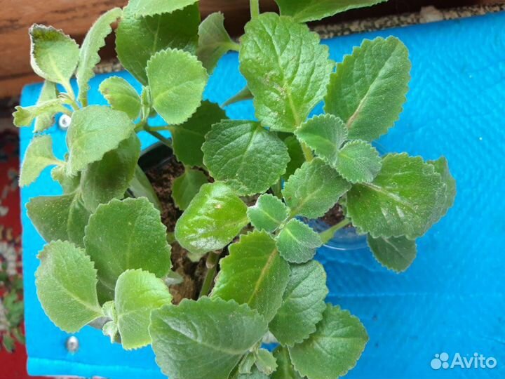 Плектрантус комнатная мята