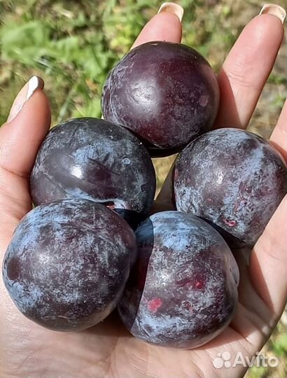 Саженцы плодовых деревьев