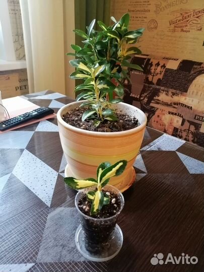 Бересклет комнатный