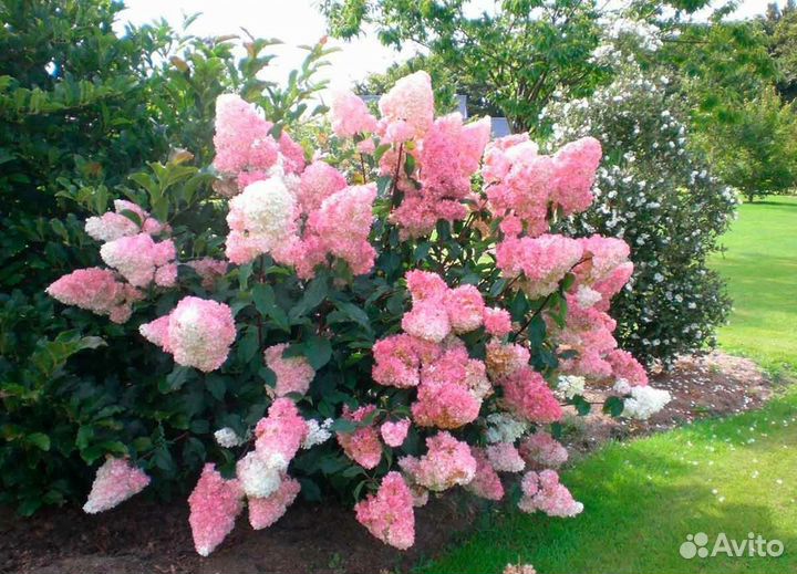 Саженцы метельчатой гортензии