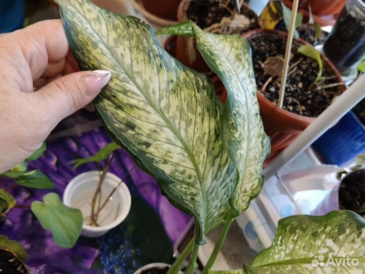 Диффенбахия удомсаб вайт