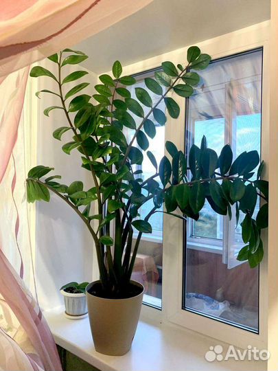 Замиокулькас, долларовое дерево