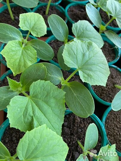 Рассада овощей