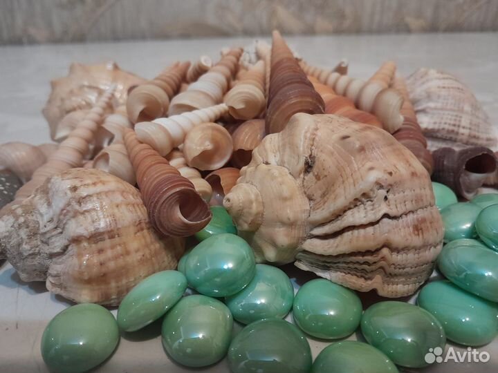 Морские ракушки раковины