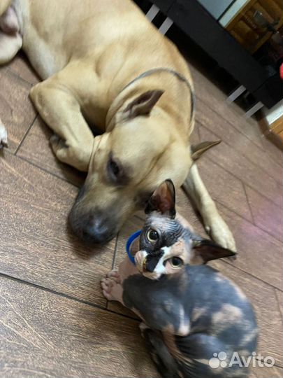 Передержка для собак