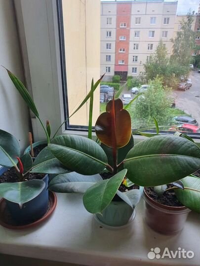 Фикус ухоженный, укоренённый