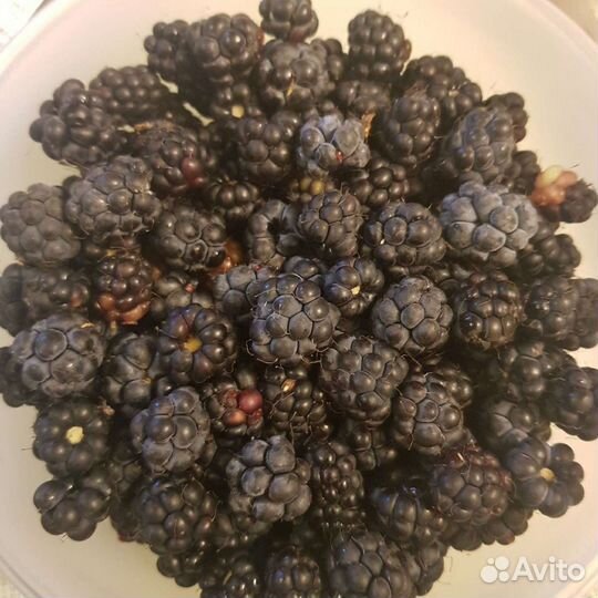 Ежевика ягода