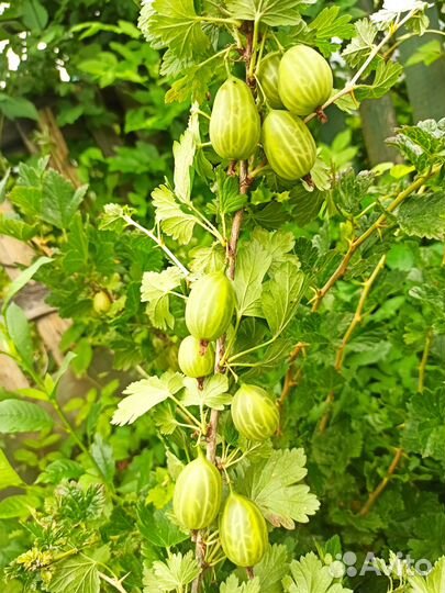 Ягодные кустарники